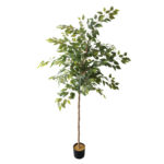 Arbore de Ficus 200
