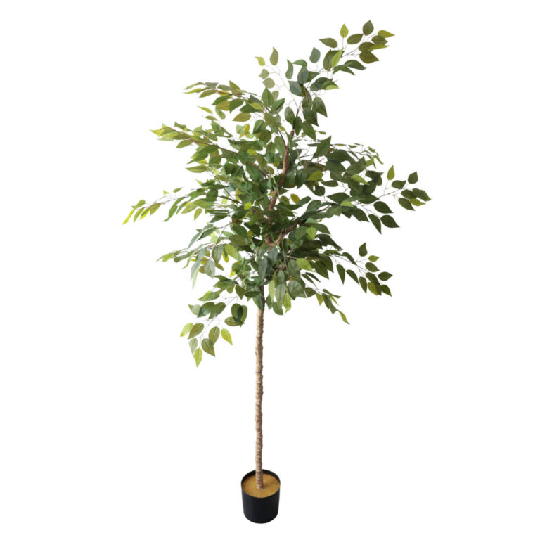 Arbore de Ficus 200