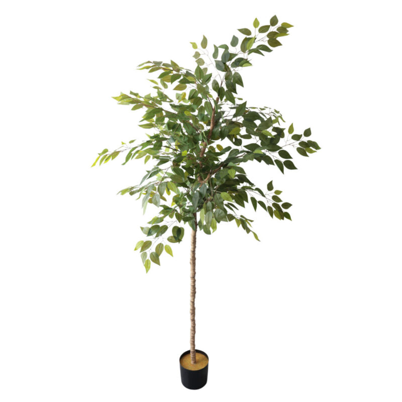 Arbore de Ficus 200