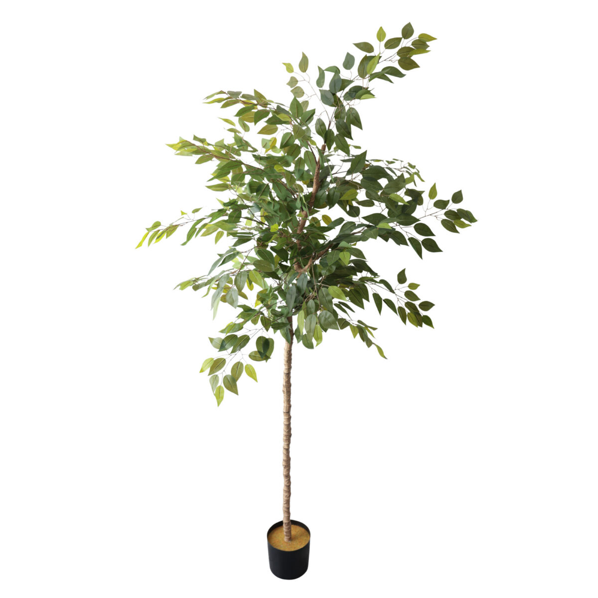 Arbore de Ficus 200