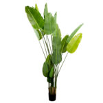 Arborele Strelitzia 250