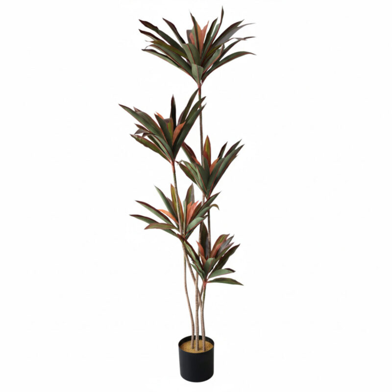 Arbore Dracaena Red 220