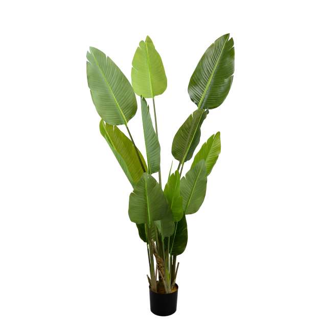 Arborele Strelitzia 170