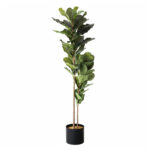 Arbore Ficus lyrata 200