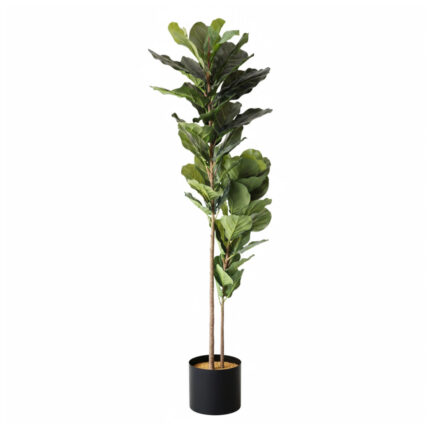 Arbore Ficus lyrata 200