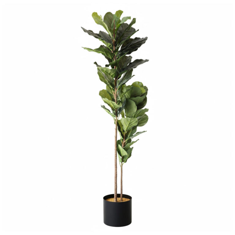 Arbore Ficus lyrata 200