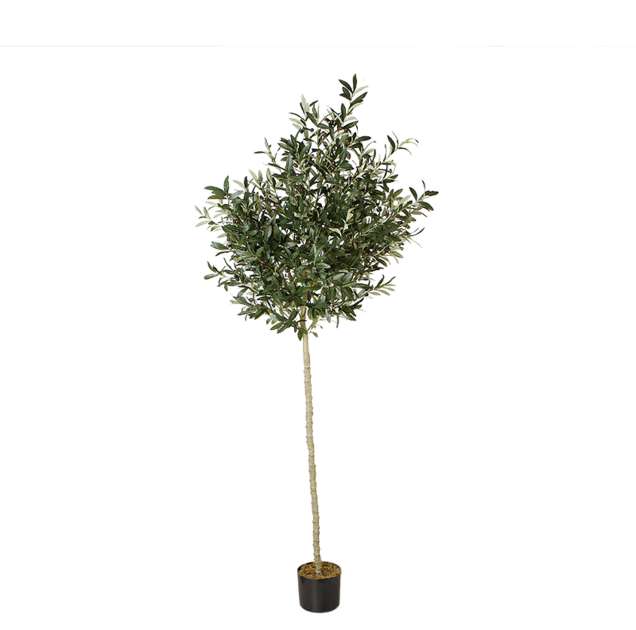 Arbore de Maslin 240